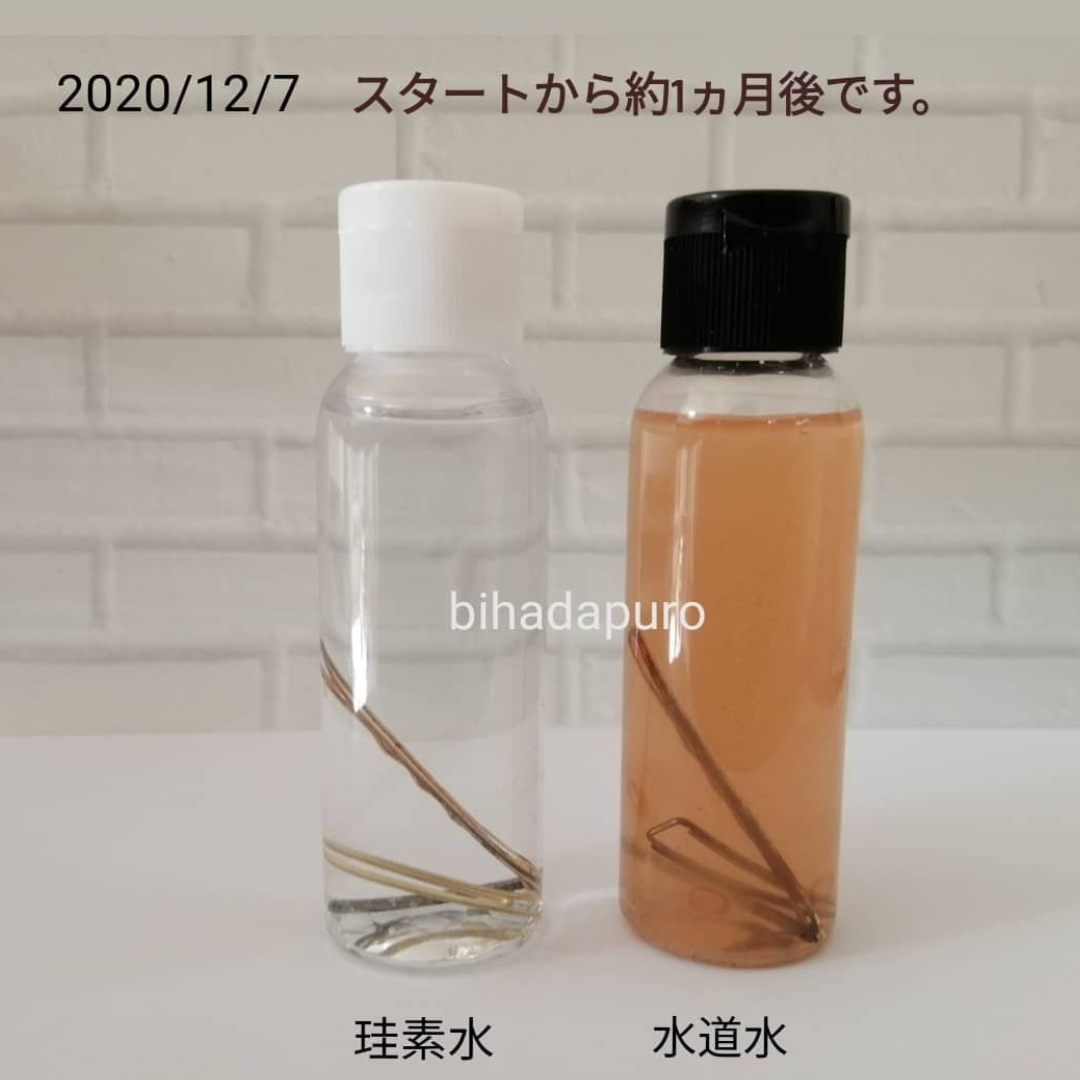 珪素の抗酸化作用実験1ヵ月後