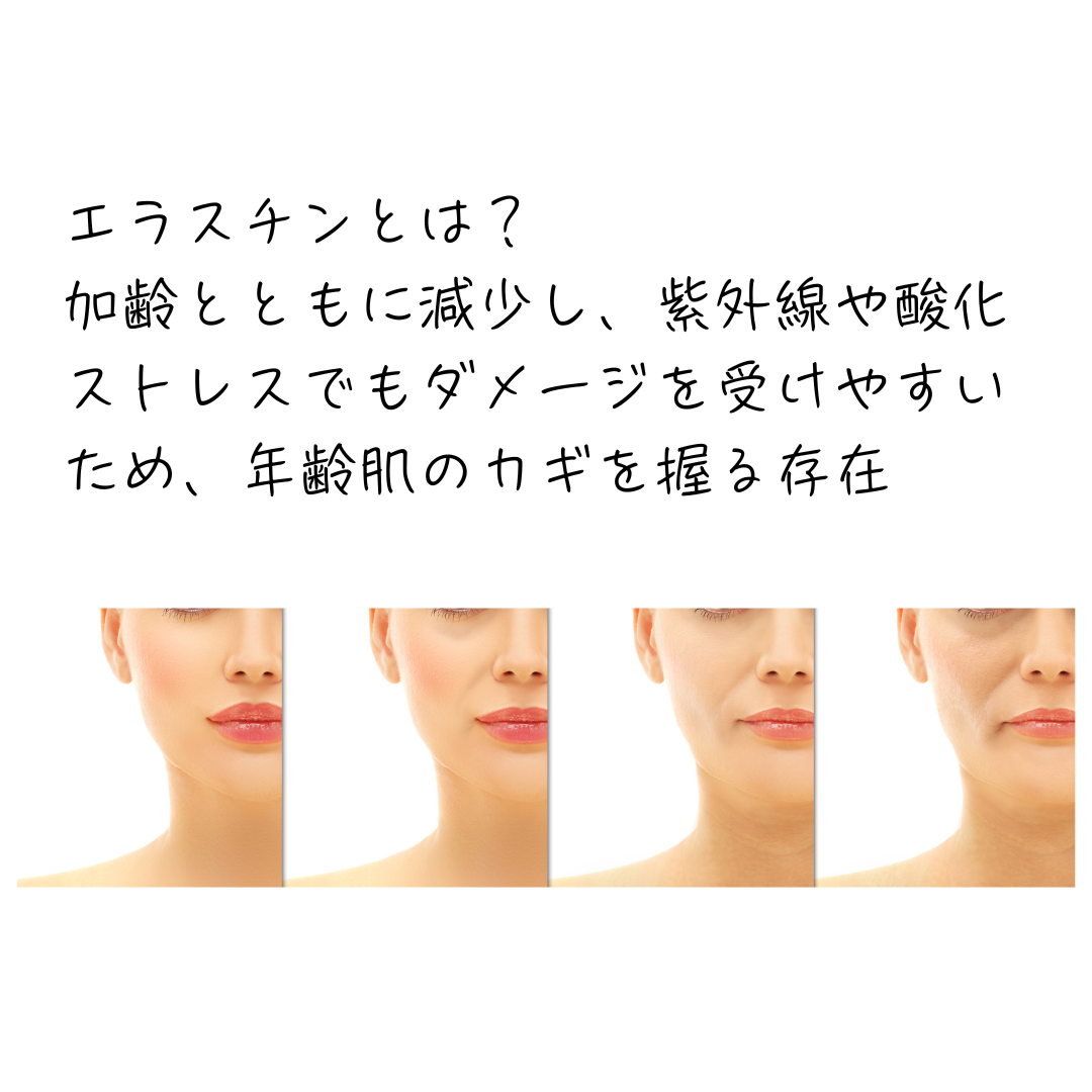エラスチンの減少