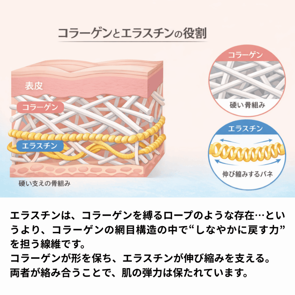 コラーゲンとエラスチンの違いを示す図|コラーゲンは骨組み、エラスチンは伸び縮みする弾力線維